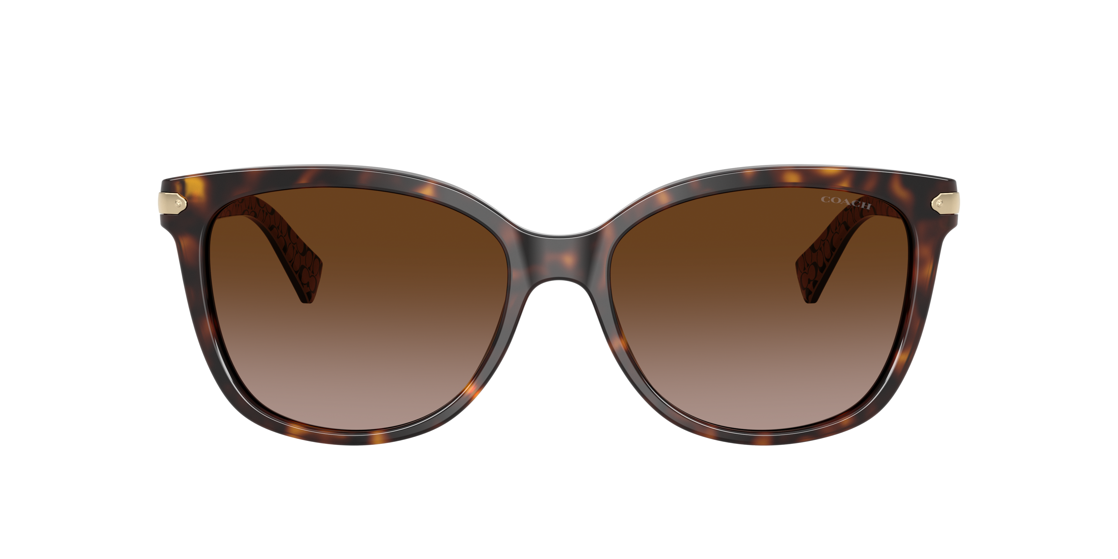 Coach HC8132 L109 Sunglasses | LensCrafters